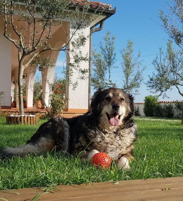 Villa Emi Zgornje Skofije Bagian luar foto